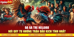 Đá gà Tre Hello88 - Nơi quy tụ những trận đấu kịch tính nhất