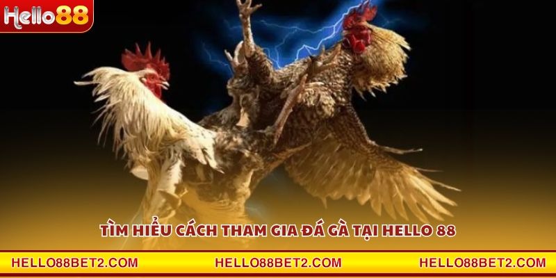 Tìm hiểu cách tham gia đá gà tại Hello 88