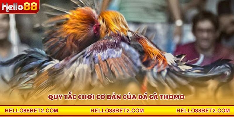 Quy tắc chơi cơ bản của Đá Gà Thomo