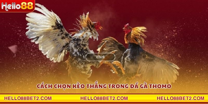 Cách chọn kèo thắng trong Đá Gà Thomo