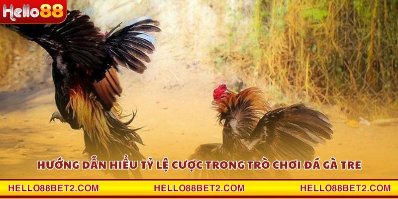 Hướng dẫn hiểu tỷ lệ cược trong trò chơi đá gà tre
