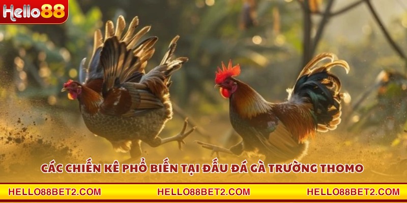 Các chiến kê phổ biến tại đấu đá gà trường Thomo