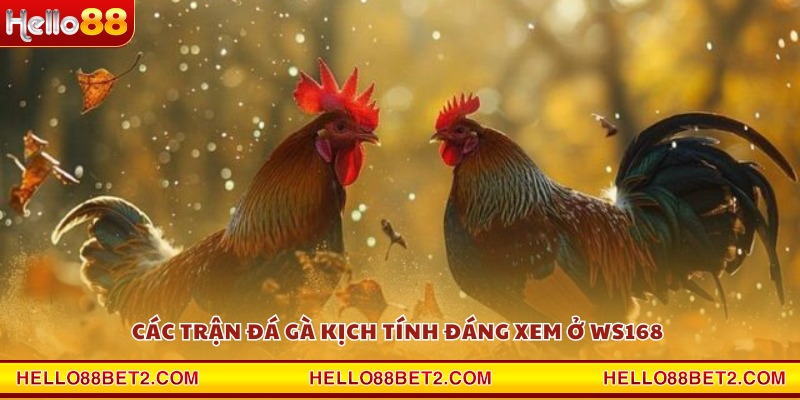 Các trận đá gà kịch tính đáng xem ở WS168