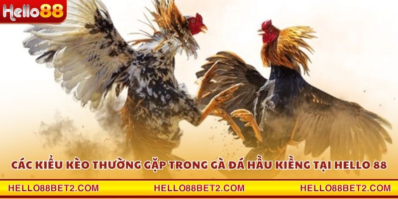 Các kiểu kèo thường gặp trong gà đá hầu kiềng tại Hello 88