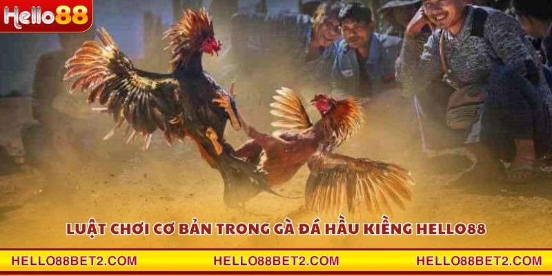 Luật chơi cơ bản trong gà đá hầu kiềng Hello88